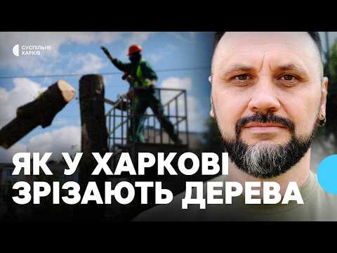 Деревья Харькова: почему их обрезают и не сажают новые
