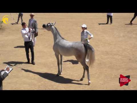 N.7 TM GALILEAH - MENTON 2017 - Yearling Fillies (Class 1A)