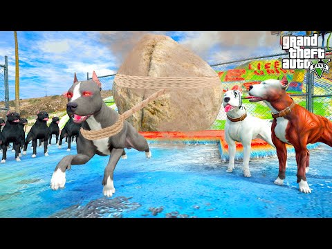 TERMİNATÖR EĞİTİMİYLE KÖPEKLERE HAVA ATIYOR! - GTA 5 PİTBULL'UN HAYATI