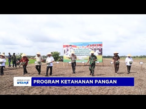 POLRES BANYUASIN TEBAR BENIH PADI DI LAHAN SELUAS 11 HEKTARE