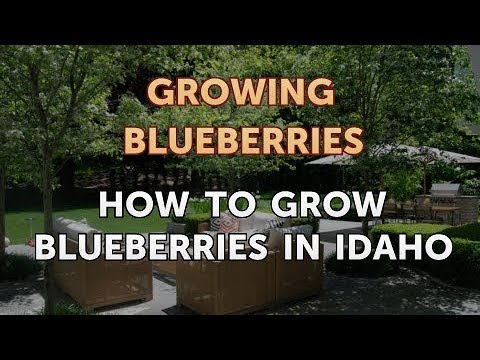 download lagu mp3 mp4 Best Berries To Grow In Idaho, download lagu Best Berries To Grow In Idaho gratis, unduh video klip Best Berries To Grow In Idaho