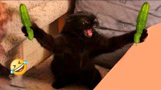 Try Not To Laugh Dogs And Cats 😁 - Best Funniest Animals Video 2023