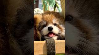 Cute baby animals