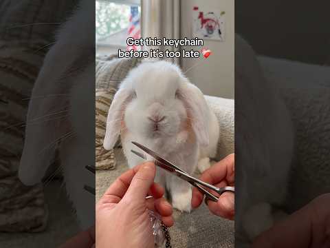 Rabbit lovers need this