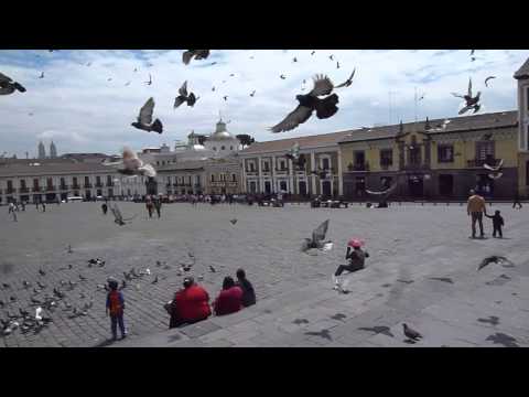 Birds in Quito