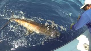 Marlin Video PSFL