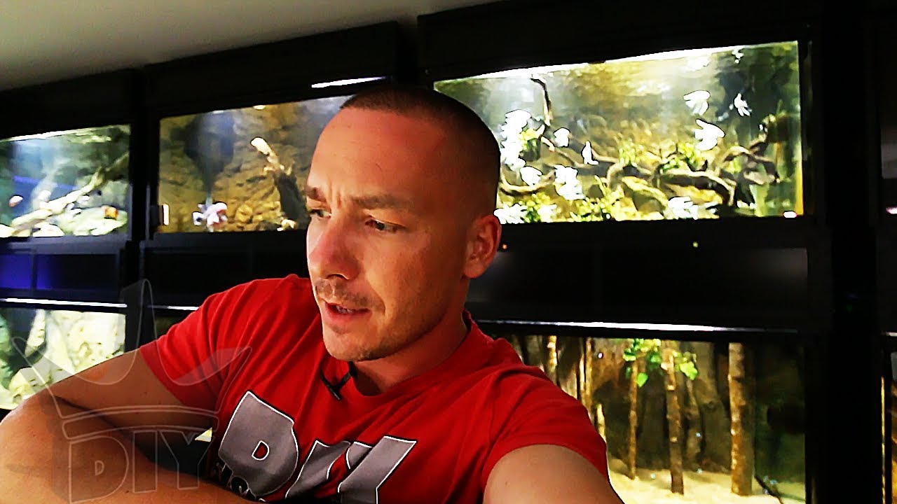 What happened to my fish and aquariums while gone