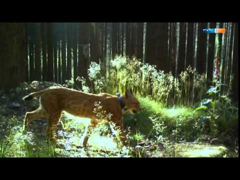 Sagenhaft   Der Harz Doku