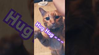 2026/5/17_78 貪吃SV #橘ひなの #橘貓 #橘猫 #貓咪日常 #cat #cute #貓貓日常 #貓貓