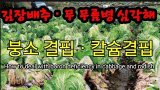 무ㆍ김장배추 무름병 심각! 서둘러 대처하세요! How to deal with boron deficiency …