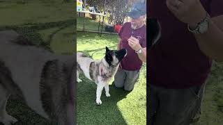Video preview image #1 Akita-Unknown Mix Puppy For Sale in Pasadena, CA, USA