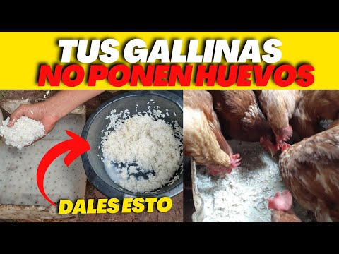, title : 'Tus Gallinas No Ponen HUEVOS en el Invierno por el FRIÓ Dales Esto y Veras Como Empezaran a Poner  👌'