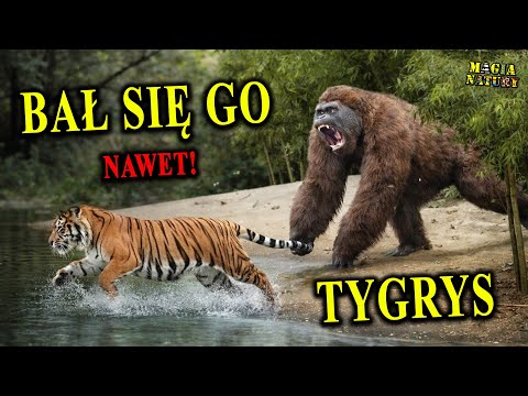 The Largest Ape in History - GIGANTOPITHUS - Why Did It Go Extinct?