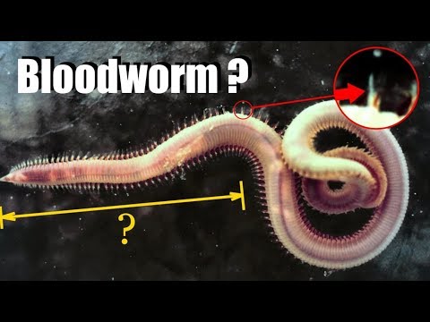 Bizarre Worms That Should Not Exist