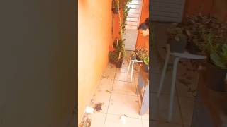 Limpeza Satisfatória #asmrlimpeza #asmrsounds #cleanwithme #limpezasatisfatoria #faxina