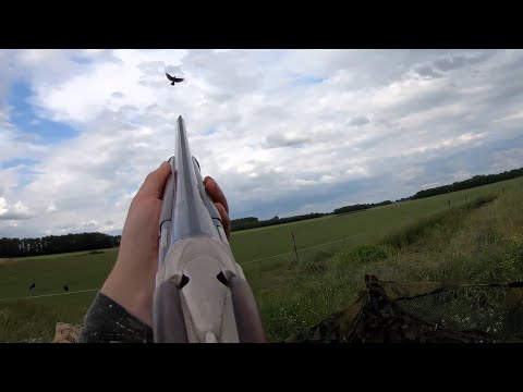 Crow hunting - 18 birds