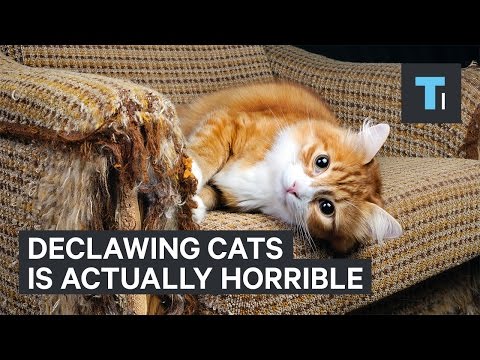 Why Declawing Your Cat Is Actually Very Painful For Them