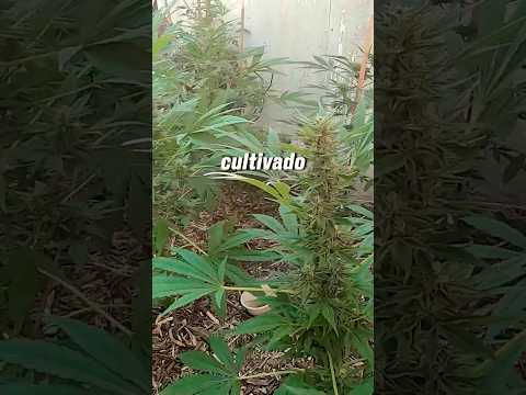 Se Puede Cultivar en Invierno en Exterior?