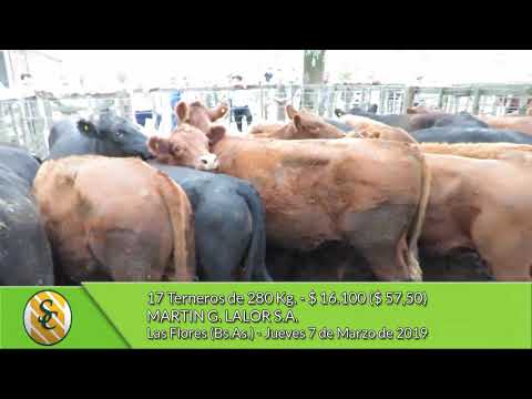07-03-19 - Venta de Machos - Martin G. Lalor S.A. - Las Flores