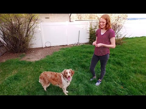 Training a dog to roll over (using Shaping behavior method)