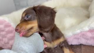 ミニチュアダックスの動画01