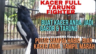 Download lagu KACER GACOR TARUNG BUAT BUAT PANCINGAN KACER LAMBAT PANAS mp3