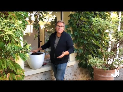 Planter des bulbes à fleurs de printemps en pot - Truffaut