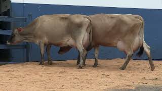 Vídeo 108 - 1ª ETAPA MEGA LIQUIDAÇÃO TOTAL AGROPECUÁRIA MARAJOARA - DIA 4 | GADO GIROLANDO E HOLANDÊS