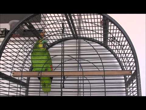 O Big do Quim Vol. 2 - O Papagaio Cantante e Falante