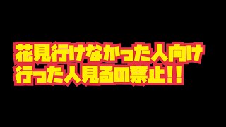 【桜】まだ桜も見てない方にどうぞ!!🤗【2026年】