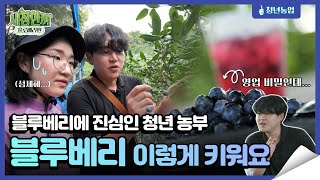 블루베리에 진심인 청년농부 | 새참한끼 ep1. 블루베리