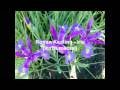 Ronan Keating - iris (Instrumental) 