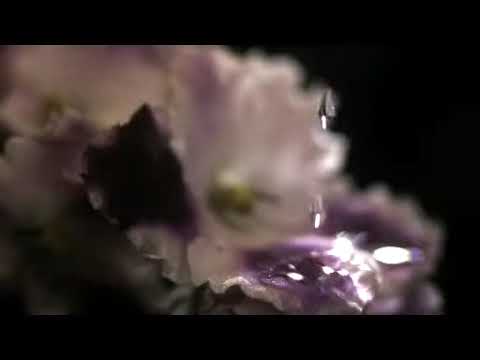 花に水滴　高速度ビデオカメラテスト