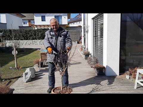 Apfelbaum im Topf richtig schneiden