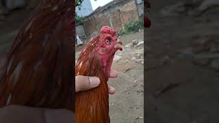 Download lagu what Antoni said about South Bangkok has been proven #pakhoy #southernbangkok #antonipjf mp3