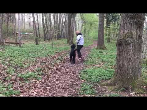 Sitz, Platz, Fuß, Zu mir ... Hundeschule der "Königsklasse"