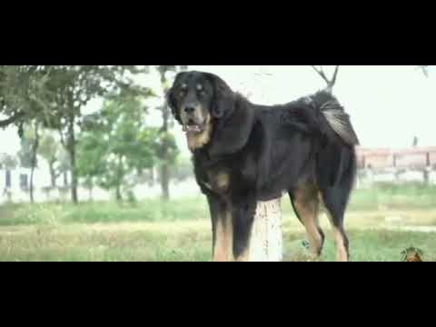 top quality gaddi dog jabbar 35 inch from Ludhiana