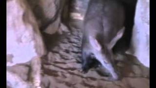 Aardvark Adventure at Blackpool Zoo