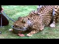 HD Full Speed Cheetah Run At San Diego Safari Park