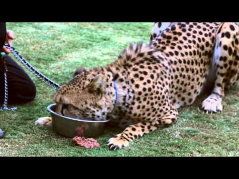 [HD] Full Speed Cheetah Run at San Diego Safari Park