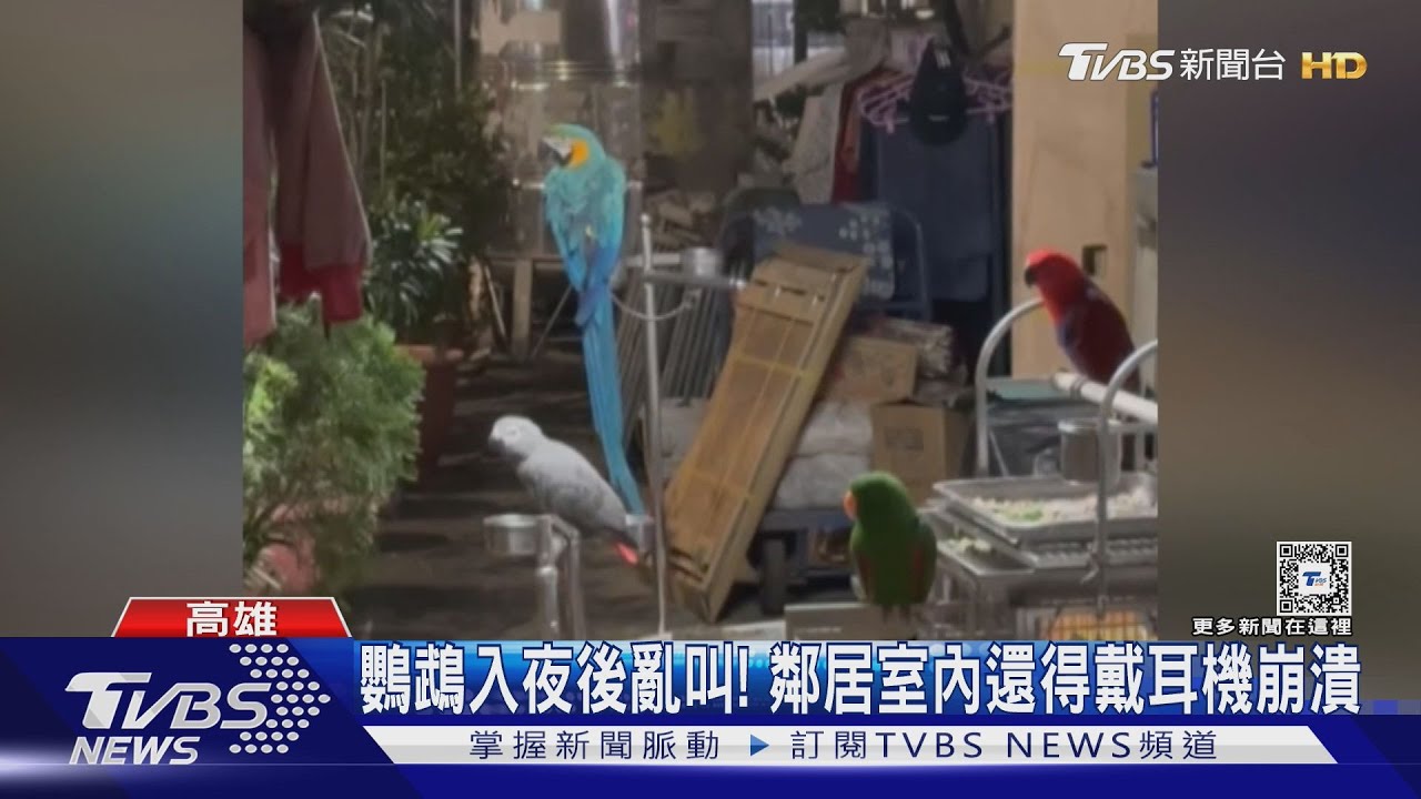 鸚鵡無預警｢鬼叫｣擾人！　鄰居怒控：在家還得戴耳機快崩潰