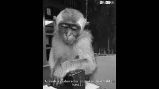 Download lagu story wa monyet sedih mp3