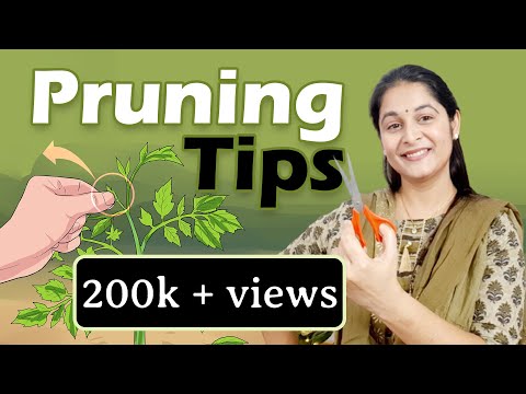 Pruning of Plants | Right Time to Prune | Types & techniques of Pruning #cutting #pruning #gardening
