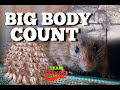 BIG Body Count Ratting Probably The Best Ever