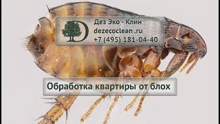 Блохи – описание, внешний вид, виды, фото и видео