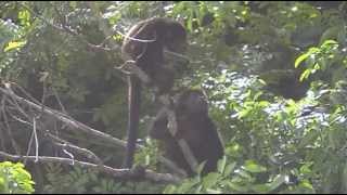 preview picture of video '2012 July Costa Rica Hotel RIU Guanacaste Howler Monkey Family live in BIG Tree by Room Costa Rican'