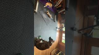 Video preview image #1 American Pit Bull Terrier-American Staffordshire Terrier Mix Puppy For Sale in Princeton, MN, USA