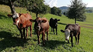 Mineralstoffversorgung der Bio-Aufzuchtrinder