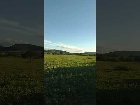 Sítio Lagoa comprida,Bom Conselho,Pernambuco 👍👍👍👍