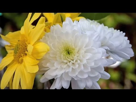 Trucuri pentru a face crizantemele să reziste şi să înflorească (@În grădina Danei)